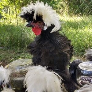 Meet your Posher, Donnielle